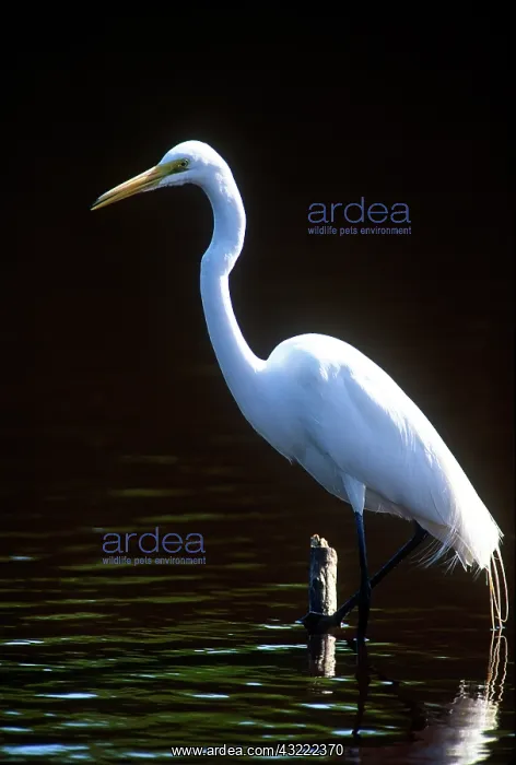 : USA, Florida, Everglade NP, White Heron : USA, Florida, Everglade NP, White Heron