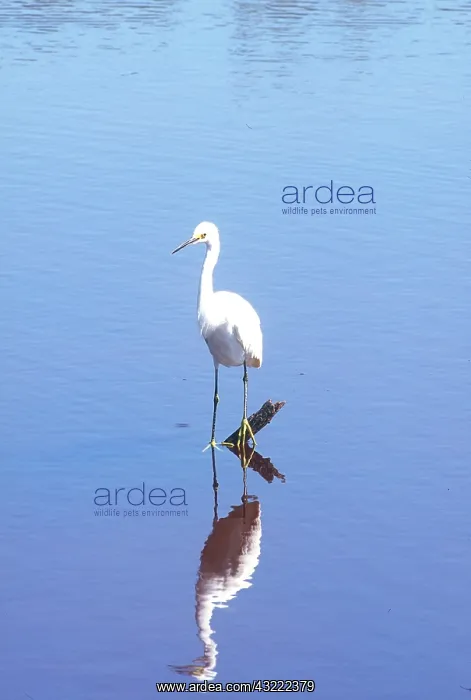 : USA, Florida, Everglade NP, White Heron : USA, Florida, Everglade NP, White Heron
