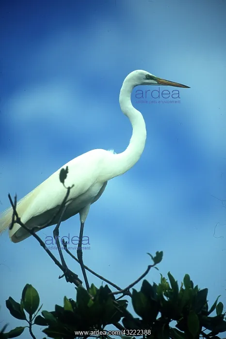 : USA, Florida, Everglade NP, White Heron : USA, Florida, Everglade NP, White Heron