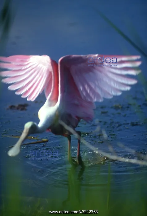 : USA, Florida, Everglades, Roseate Spoonbill : USA, Florida, Everglades, Roseate Spoonbill