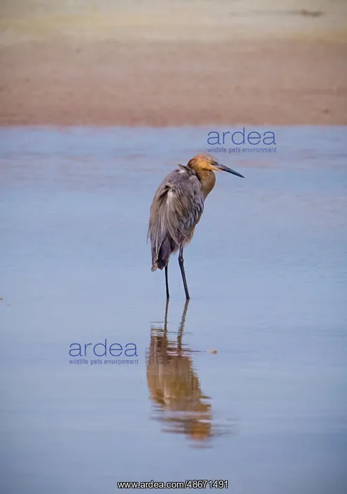 : USA, Florida, Fort de Soto, a Reddish Egret standing in the : USA, Florida, Fort de Soto, a Reddish Egret standing in the