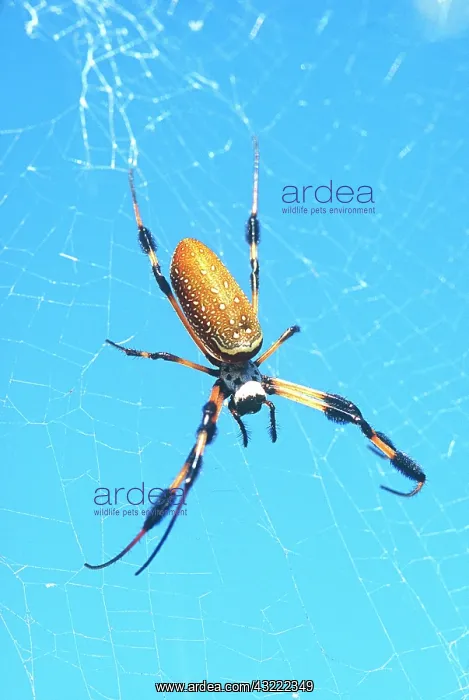  : USA, Florida, Golden Orb Spider, (Nephila