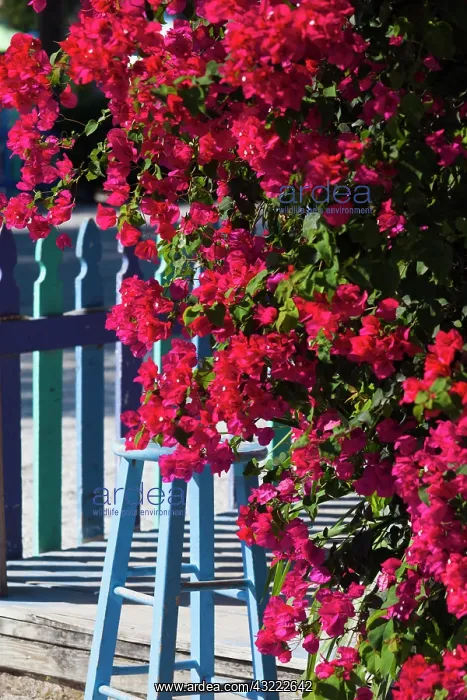 : USA, Florida, Gulf Coast, Captiva Island : USA, Florida, Gulf Coast, Captiva Island