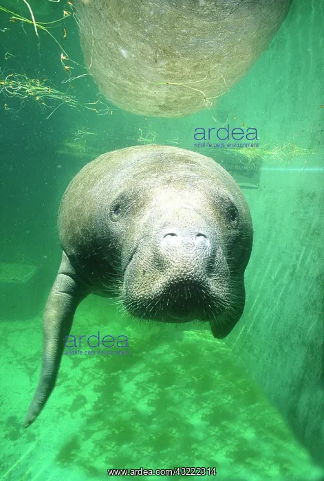 : USA, Florida, Key West, Manatee : USA, Florida, Key West, Manatee