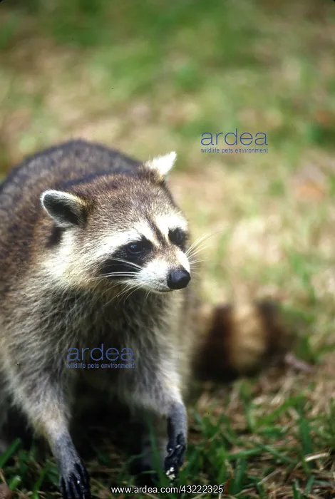 : USA, Florida, Key West, Racoon : USA, Florida, Key West, Racoon