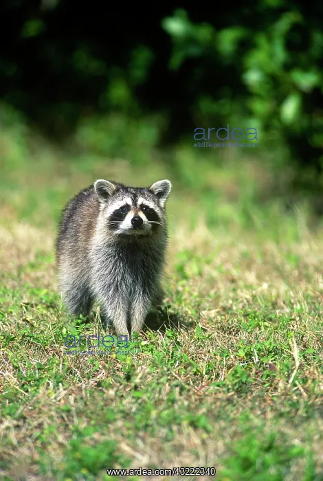 : USA, Florida, Key West, Racoon : USA, Florida, Key West, Racoon