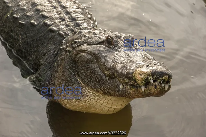  : USA, Florida, Orlando. alligator doing water