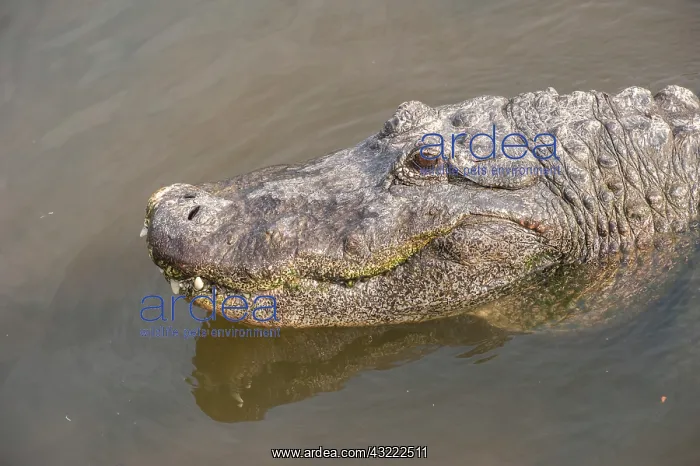 : USA, Florida, Orlando. alligator at Gatorland : USA, Florida, Orlando. alligator at Gatorland