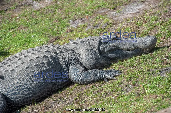 : USA, Florida, Orlando. alligator at Gatorland : USA, Florida, Orlando. alligator at Gatorland