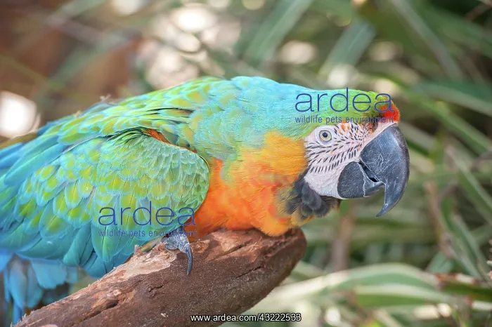 : USA, Florida, Orlando. Blue-and-Yellow Macaw : USA, Florida, Orlando. Blue-and-Yellow Macaw