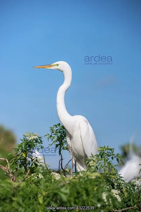 : USA, Florida, Orlando. Great Blue Heron : USA, Florida, Orlando. Great Blue Heron