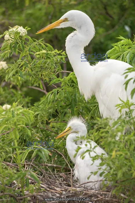  : USA, Florida, Orlando. Great Egret and baby