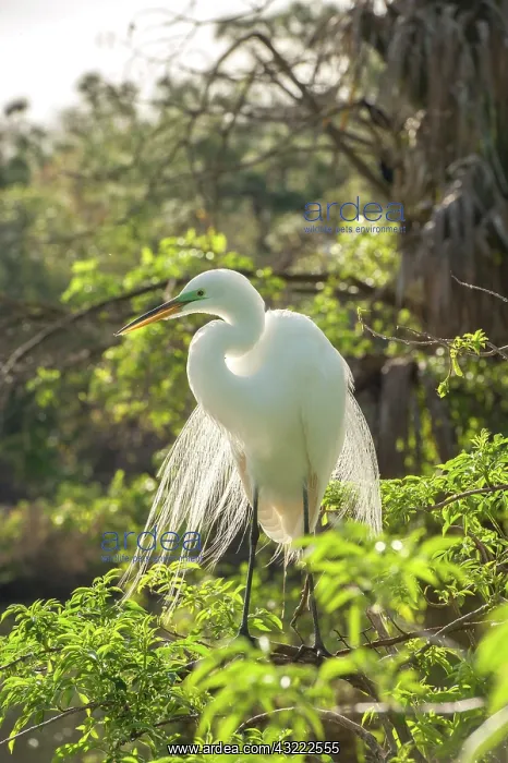 : USA, Florida, Orlando. Great Egret at Gatorland : USA, Florida, Orlando. Great Egret at Gatorland