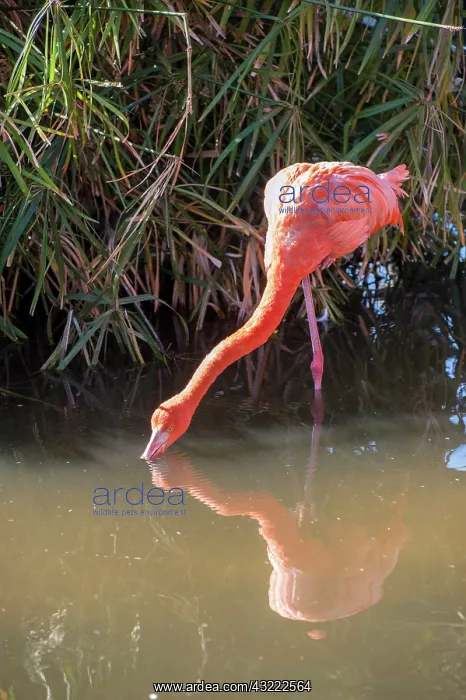 : USA, Florida, Orlando. Pink Flamingo at : USA, Florida, Orlando. Pink Flamingo at
