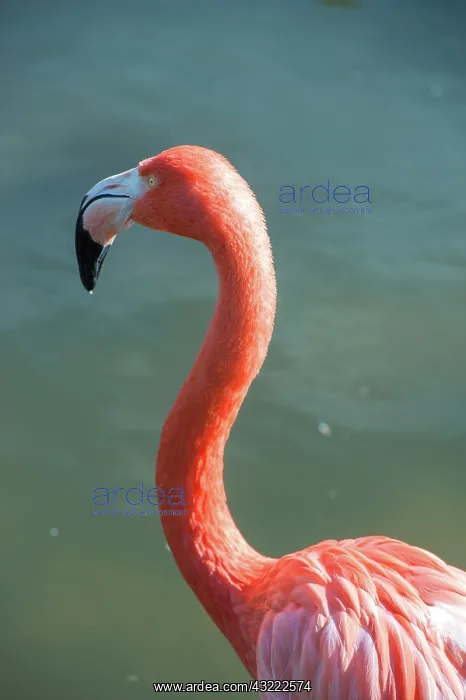 : USA, Florida, Orlando. Pink Flamingo at : USA, Florida, Orlando. Pink Flamingo at