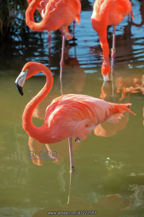 : USA, Florida, Orlando. Pink Flamingos at : USA, Florida, Orlando. Pink Flamingos at