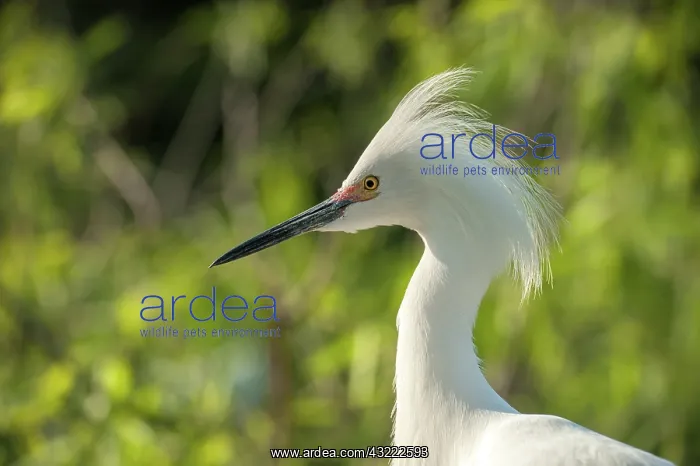 : USA, Florida, Orlando. Snowy Egret at Gatorland : USA, Florida, Orlando. Snowy Egret at Gatorland