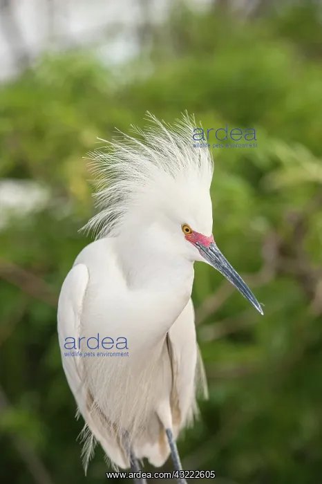 : USA, Florida, Orlando. Snowy Egret at Gatorland : USA, Florida, Orlando. Snowy Egret at Gatorland