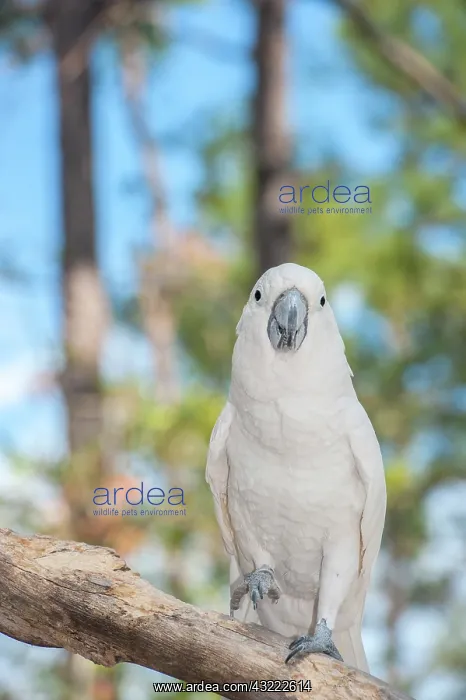 : USA, Florida, Orlando. White Cockatoo at : USA, Florida, Orlando. White Cockatoo at