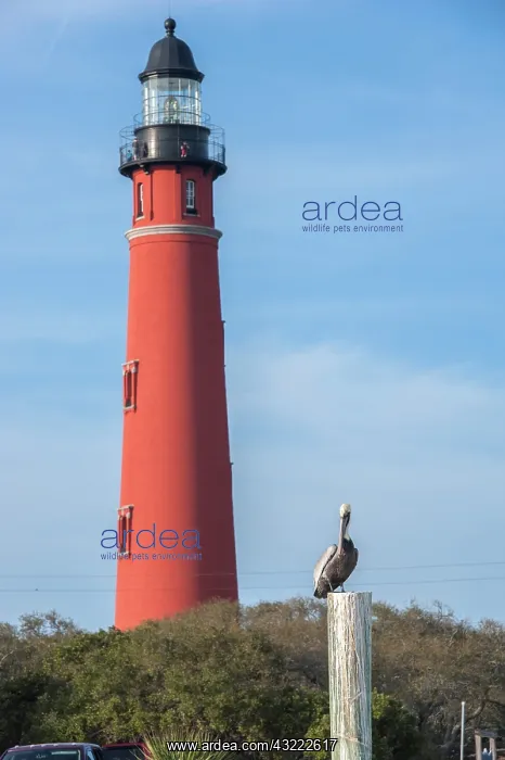 : USA, Florida, Ponce Inlet, Ponce de Leon : USA, Florida, Ponce Inlet, Ponce de Leon
