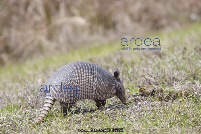 : USA, Florida, Port Charlotte. Nine-banded Armadillo : USA, Florida, Port Charlotte. Nine-banded Armadillo