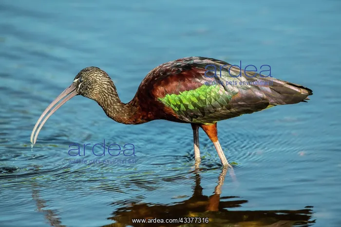  : USA, Florida, Sarasota, Myakka River State Park, Glossy Ibis