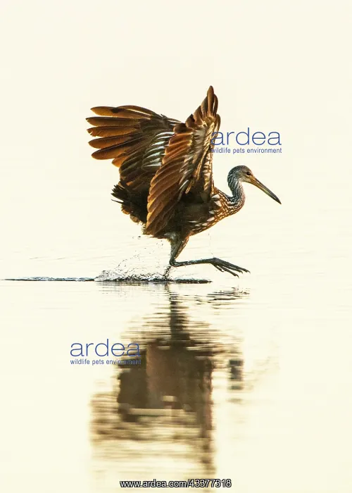 : USA, Florida, Sarasota, Myakka River State Park : USA, Florida, Sarasota, Myakka River State Park