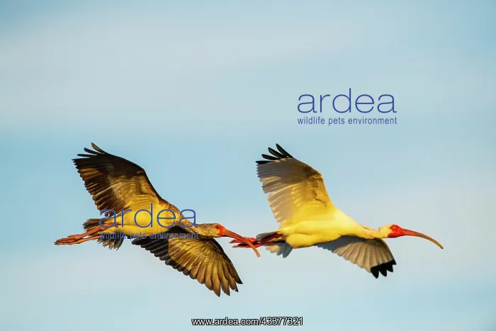 : USA, Florida, Sarasota, Myakka River State Park : USA, Florida, Sarasota, Myakka River State Park