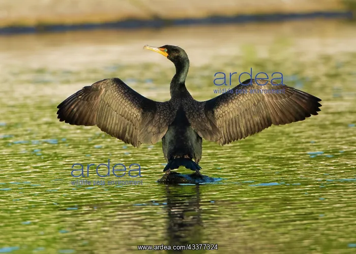 : USA, Florida, Sarasota, Myakka River State Park : USA, Florida, Sarasota, Myakka River State Park