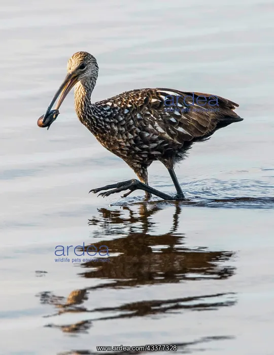 : USA, Florida, Sarasota, Myakka River State Park : USA, Florida, Sarasota, Myakka River State Park