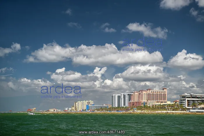 : USA, Florida, St. Petersburg. Hotels lining the intercoastal : USA, Florida, St. Petersburg. Hotels lining the intercoastal