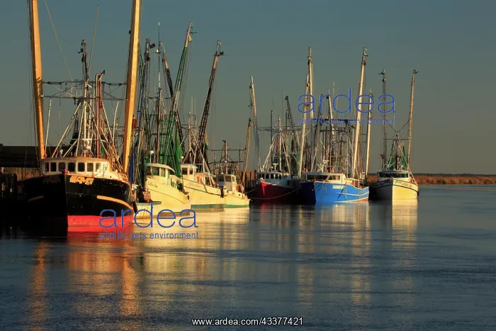 : USA, Georgia, Darien. Shrimp boats docked at Darien : USA, Georgia, Darien. Shrimp boats docked at Darien
