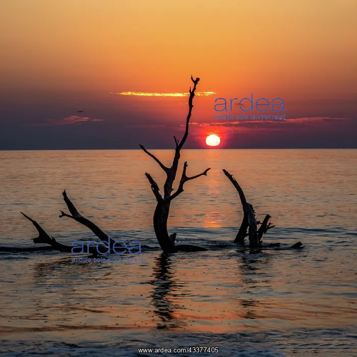 : USA, Georgia, Jekyll Island, Sunrise on Driftwood : USA, Georgia, Jekyll Island, Sunrise on Driftwood