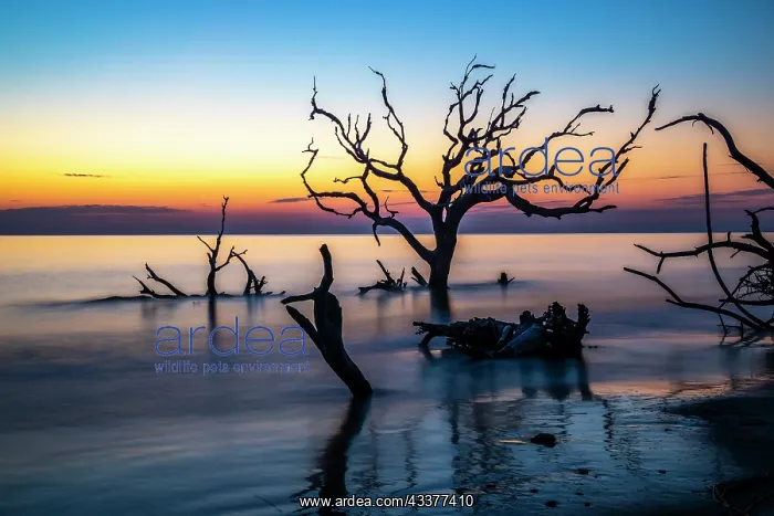 : USA, Georgia, Jekyll Island, Sunrise on Driftwood : USA, Georgia, Jekyll Island, Sunrise on Driftwood