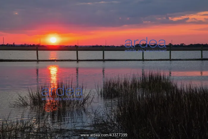 : USA, Georgia, Jekyll Island, Sunset on Jekyll Island : USA, Georgia, Jekyll Island, Sunset on Jekyll Island