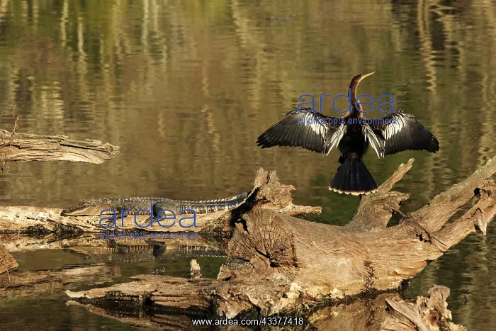 : USA, Georgia, Riceboro. Alligator and anhinga sunning : USA, Georgia, Riceboro. Alligator and anhinga sunning
