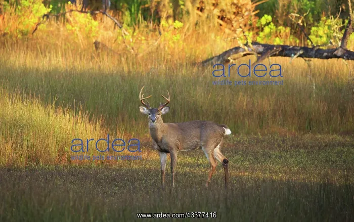 : USA, Georgia, Savannah. Buck in the marsh at Skidaway : USA, Georgia, Savannah. Buck in the marsh at Skidaway