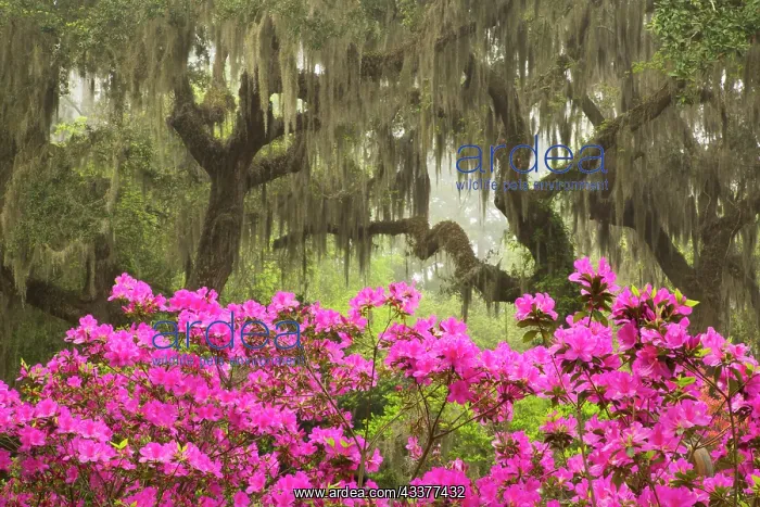 : USA, Georgia, Savannah. Oak trees and azaleas at : USA, Georgia, Savannah. Oak trees and azaleas at