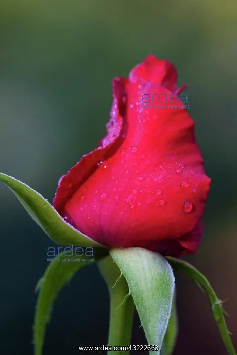 : USA, Georgia, Savannah, Rose bud with dew : USA, Georgia, Savannah, Rose bud with dew