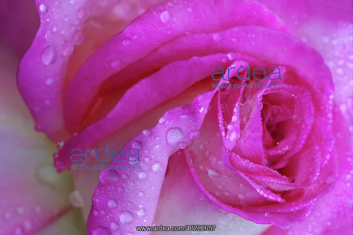: USA, Georgia, Savannah, Rose with dew drops : USA, Georgia, Savannah, Rose with dew drops