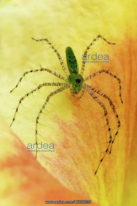 : USA; Georgia; Savannah; Spider on daylily : USA; Georgia; Savannah; Spider on daylily