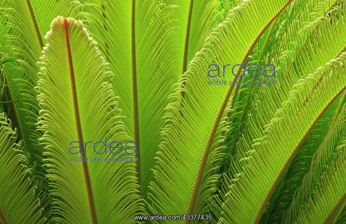 : USA, Georgia, Savannah. Spring frond growth of a sago palm : USA, Georgia, Savannah. Spring frond growth of a sago palm