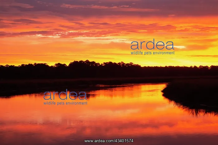: USA, Georgia, Savannah. Sunrise along Grimball Creek : USA, Georgia, Savannah. Sunrise along Grimball Creek