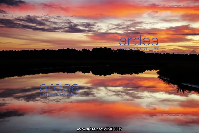 : USA, Georgia, Savannah. Sunrise along Grimball Creek : USA, Georgia, Savannah. Sunrise along Grimball Creek