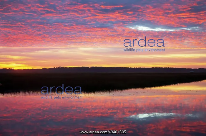 : USA, Georgia, Savannah. Sunrise along Grimball Creek : USA, Georgia, Savannah. Sunrise along Grimball Creek