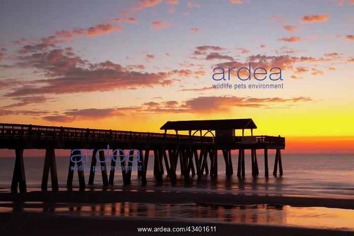 : USA, Georgia. Silhouette of a pier in the sunrise : USA, Georgia. Silhouette of a pier in the sunrise