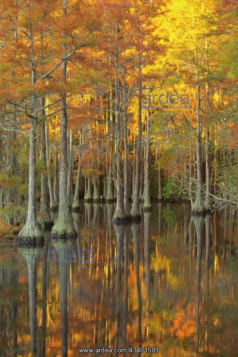 : USA, Georgia, Twin City. Fall cypress tress in the : USA, Georgia, Twin City. Fall cypress tress in the