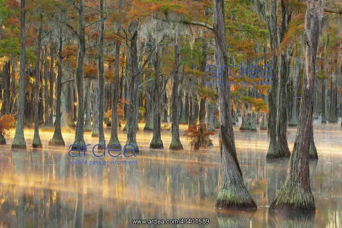 : USA, Georgia, Twin City. Fall cypress tress in the : USA, Georgia, Twin City. Fall cypress tress in the