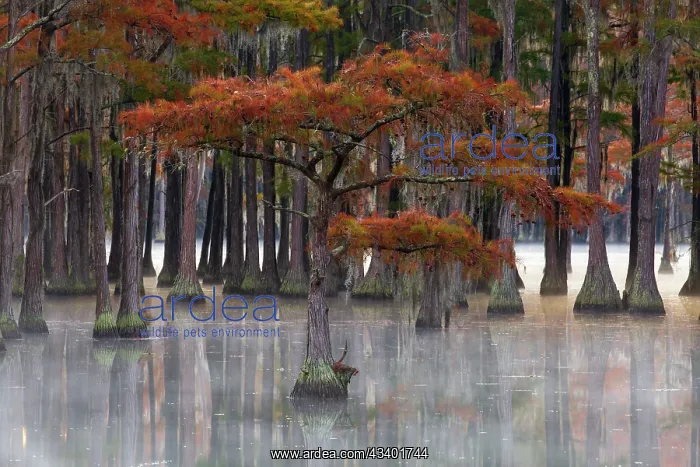: USA, Georgia, Twin City. Fall cypress tress in the fog : USA, Georgia, Twin City. Fall cypress tress in the fog