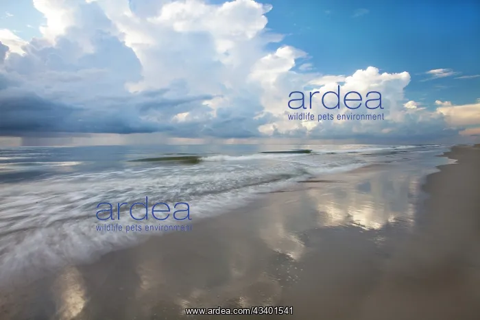 : USA, Georgia, Tybee Island. Sunrise with clouds : USA, Georgia, Tybee Island. Sunrise with clouds